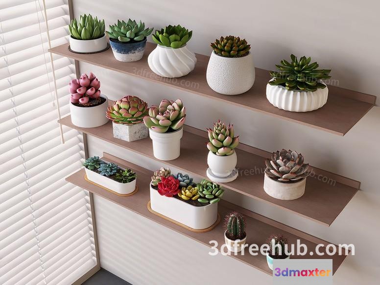 A Collection Of Succulents In Various Pots 3D Model - 22929 - VRAY Render
