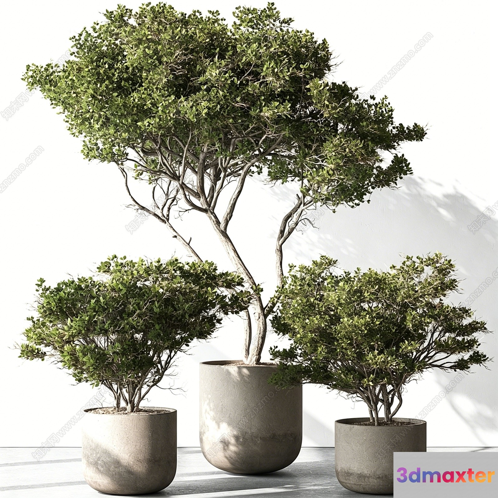 Three Potted Trees 3D Model - 15536 - VRAY Render