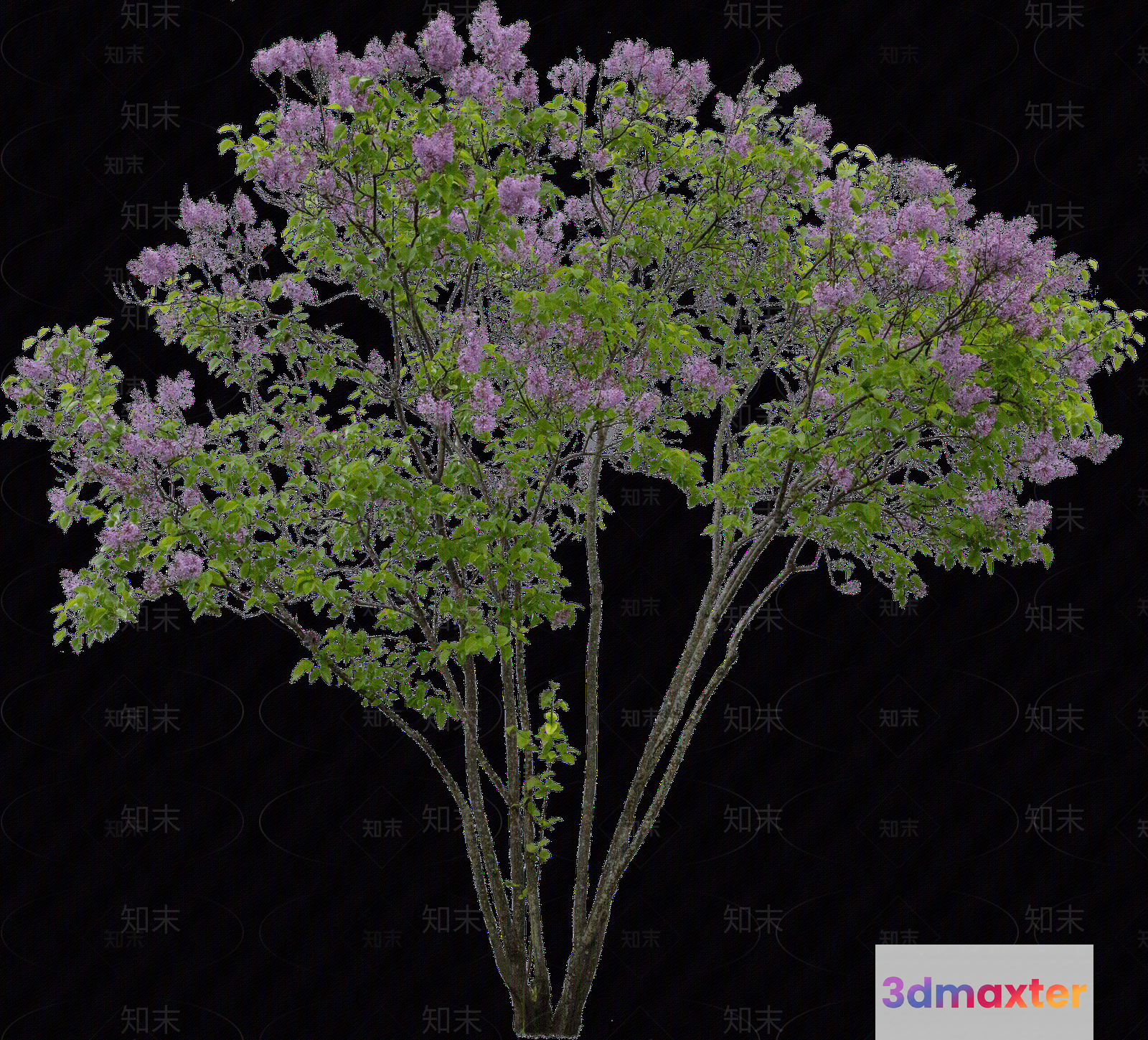 A Flowering Tree 3D Model - 11374 - VRAY Render