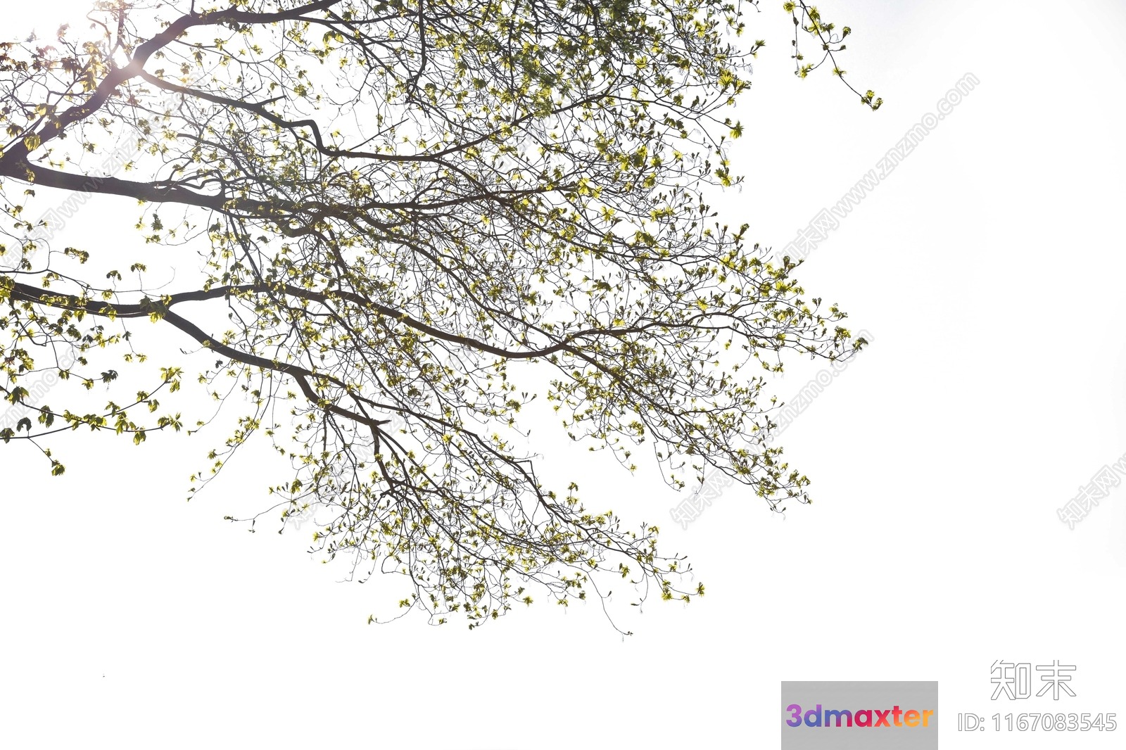 A Tree With Green Leaves 3D Model - 12652 - VRAY Render
