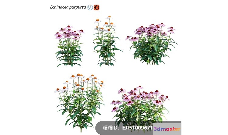 Purple Flowers 3D Model - 7466 - VRAY Render