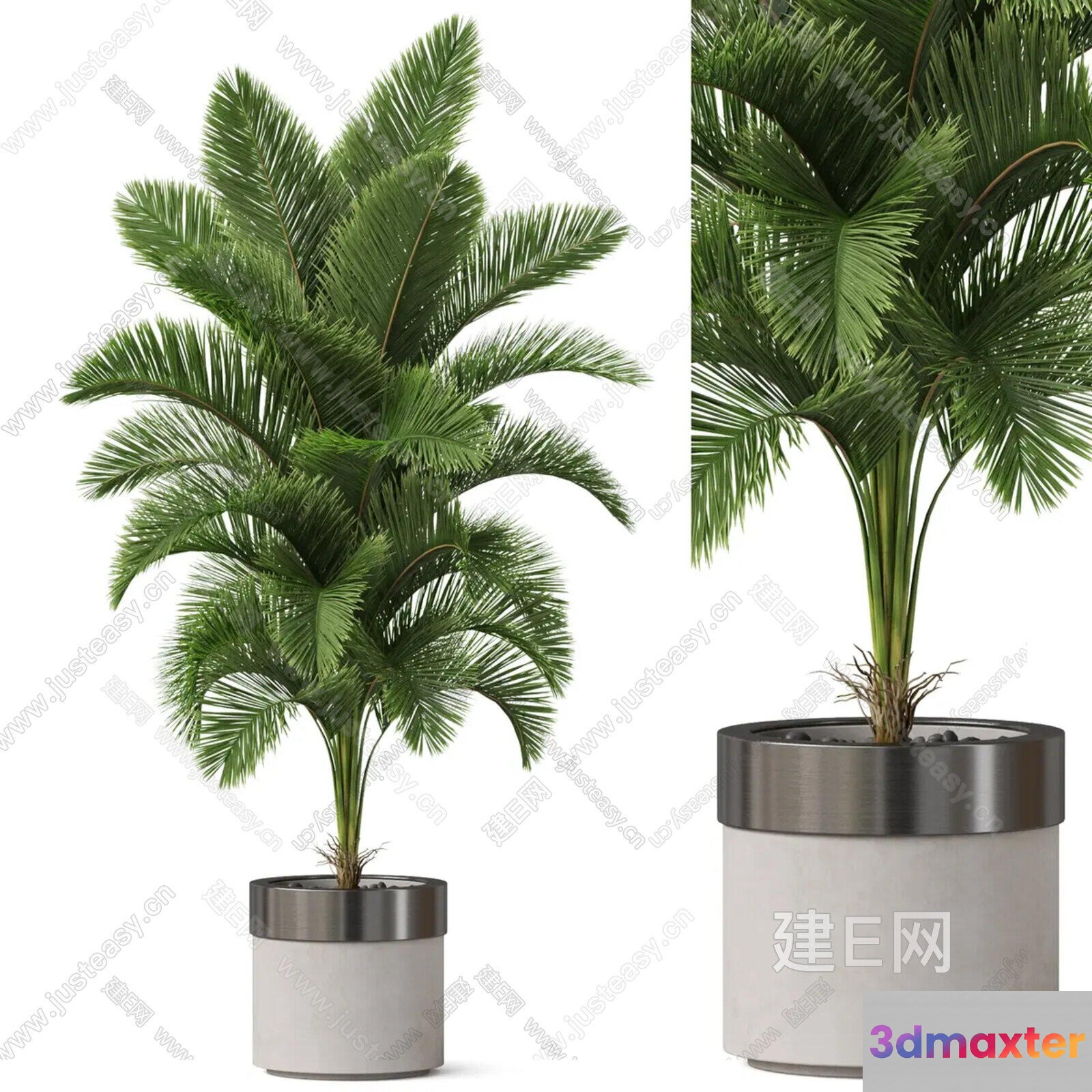 A Small Palm Tree In A Pot 3D Model - 12872 - CORONA Render