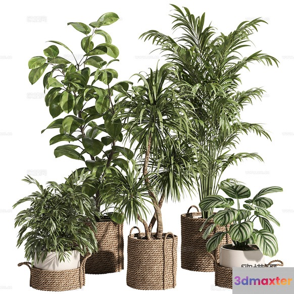 Plants In Woven Baskets 3D Model - 18207 - CORONA Render