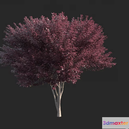A Tree With Pink Leaves 3D Model - 17846 - VRAY Render