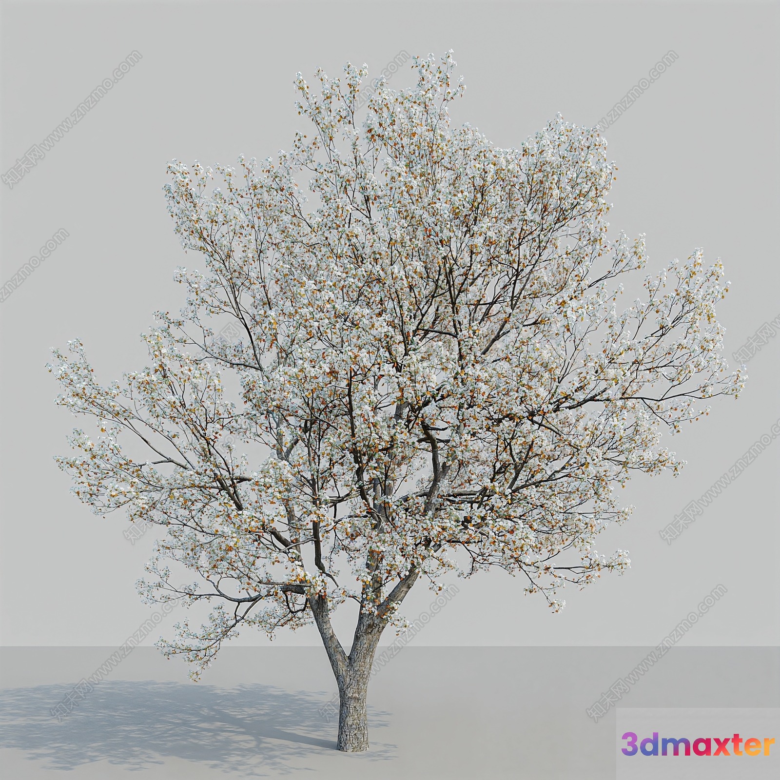 A Tree With White Flowers 3D Model - 10167 - VRAY Render