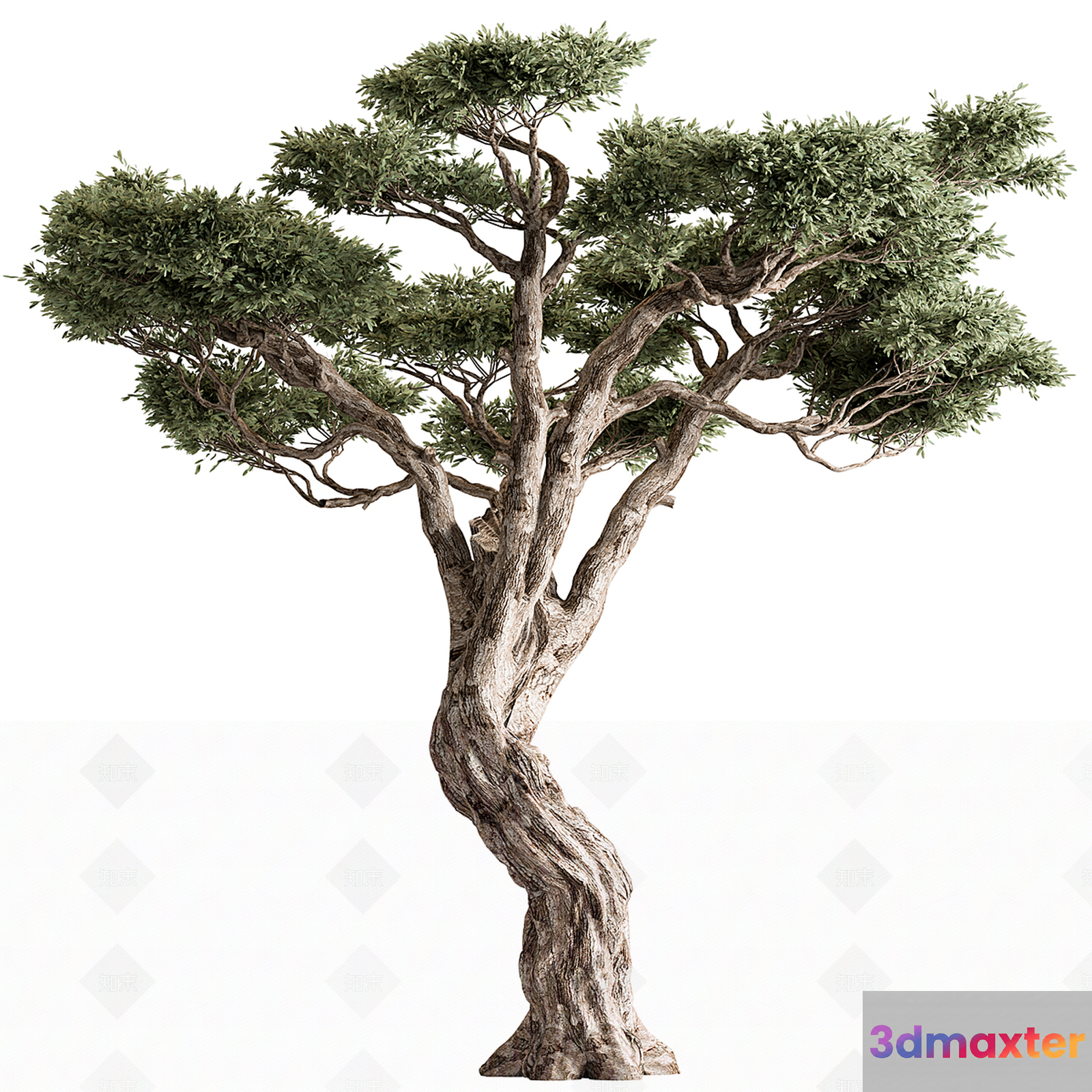 A Tree With Twisted Branches 3D Model - 1978 - VRAY Render