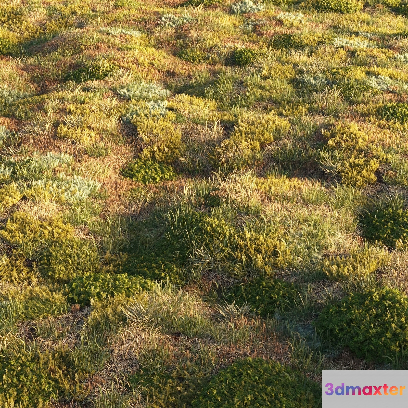 A Grassy Field 3D Model - 5579 - CORONA Render