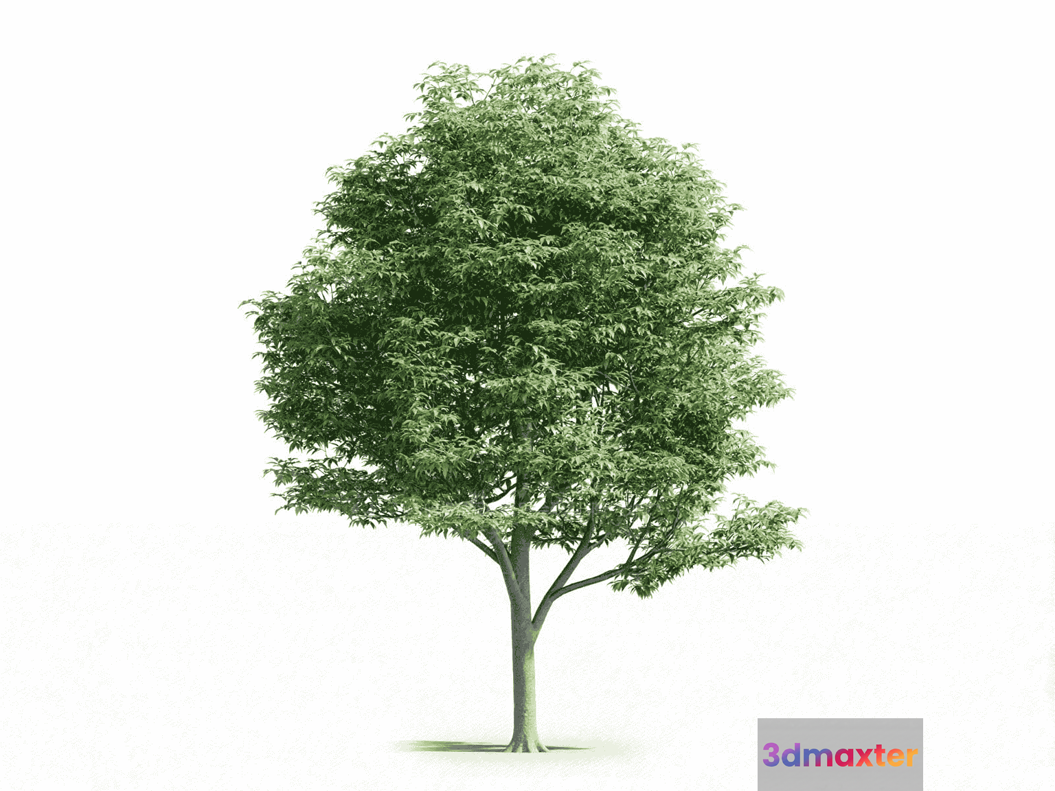 A Tree With A Large Green Canopy 3D Model - 12331 - VRAY Render