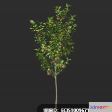 A Tree With Fruit 3D Model - 4196 - VRAY Render