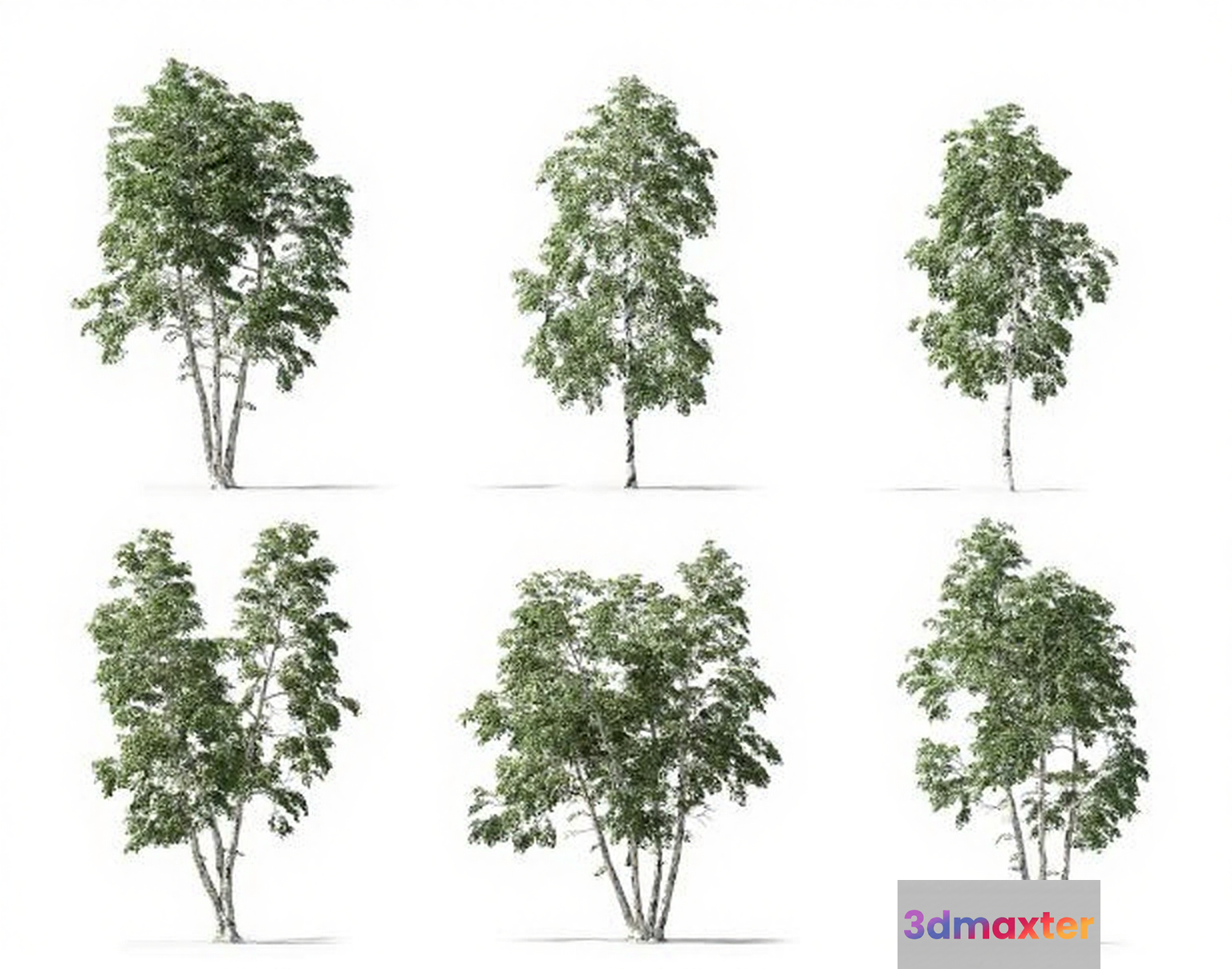 Six Trees 3D Model - 12051 - VRAY Render