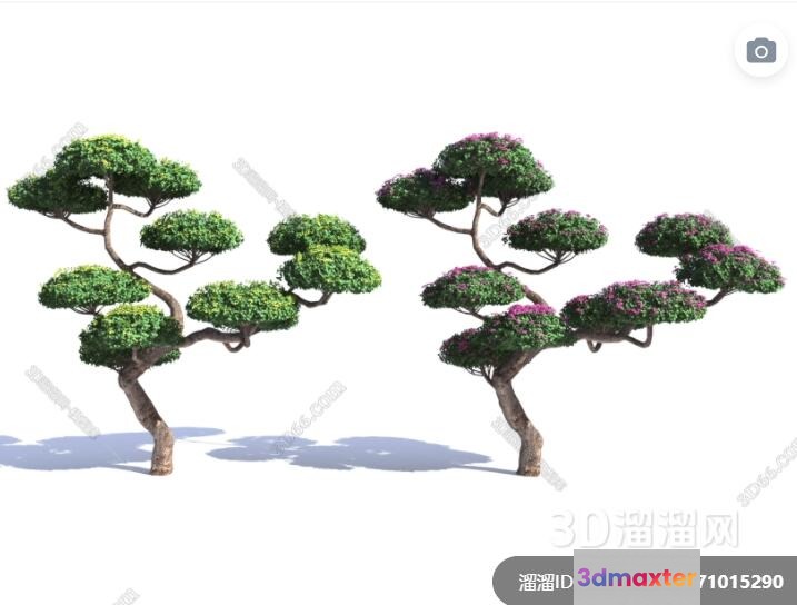 Two Trees With Green Leaves 3D Model - 7397 - VRAY Render