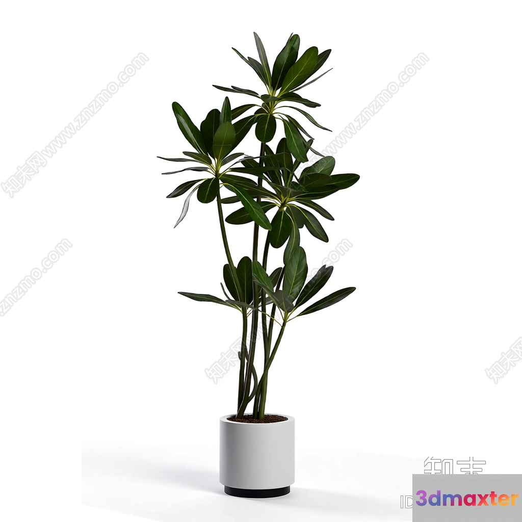 A Plant In A White Pot 3D Model - 22338 - VRAY Render