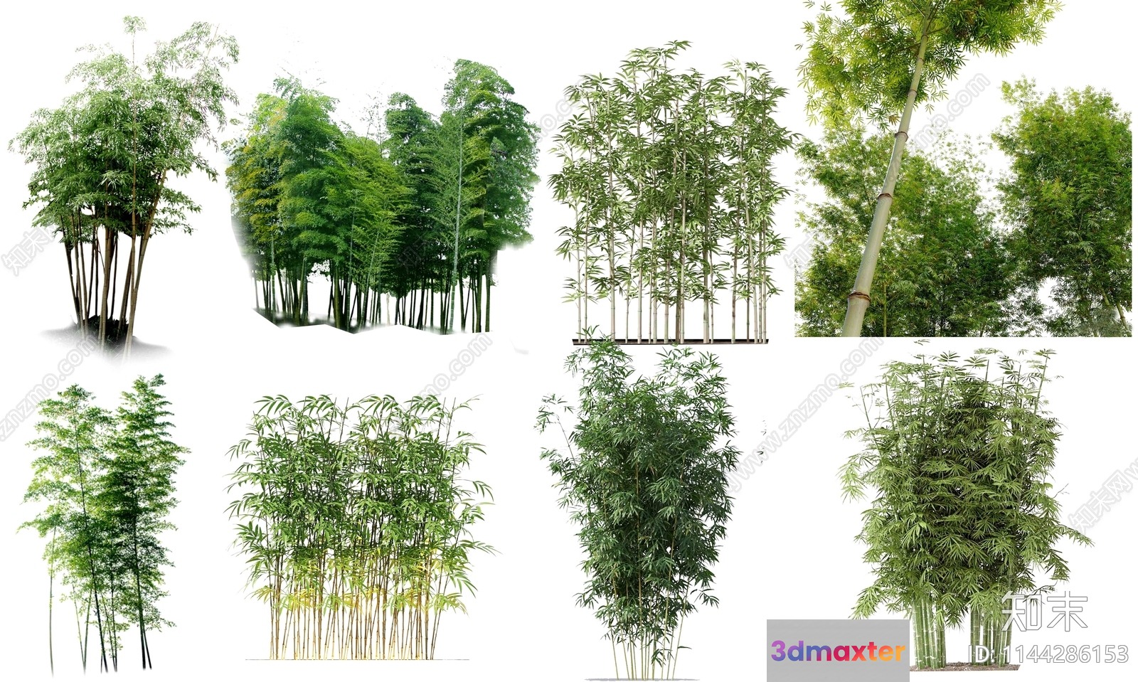 A Collection Of Bamboo Plants 3D Model - 3391 - VRAY Render