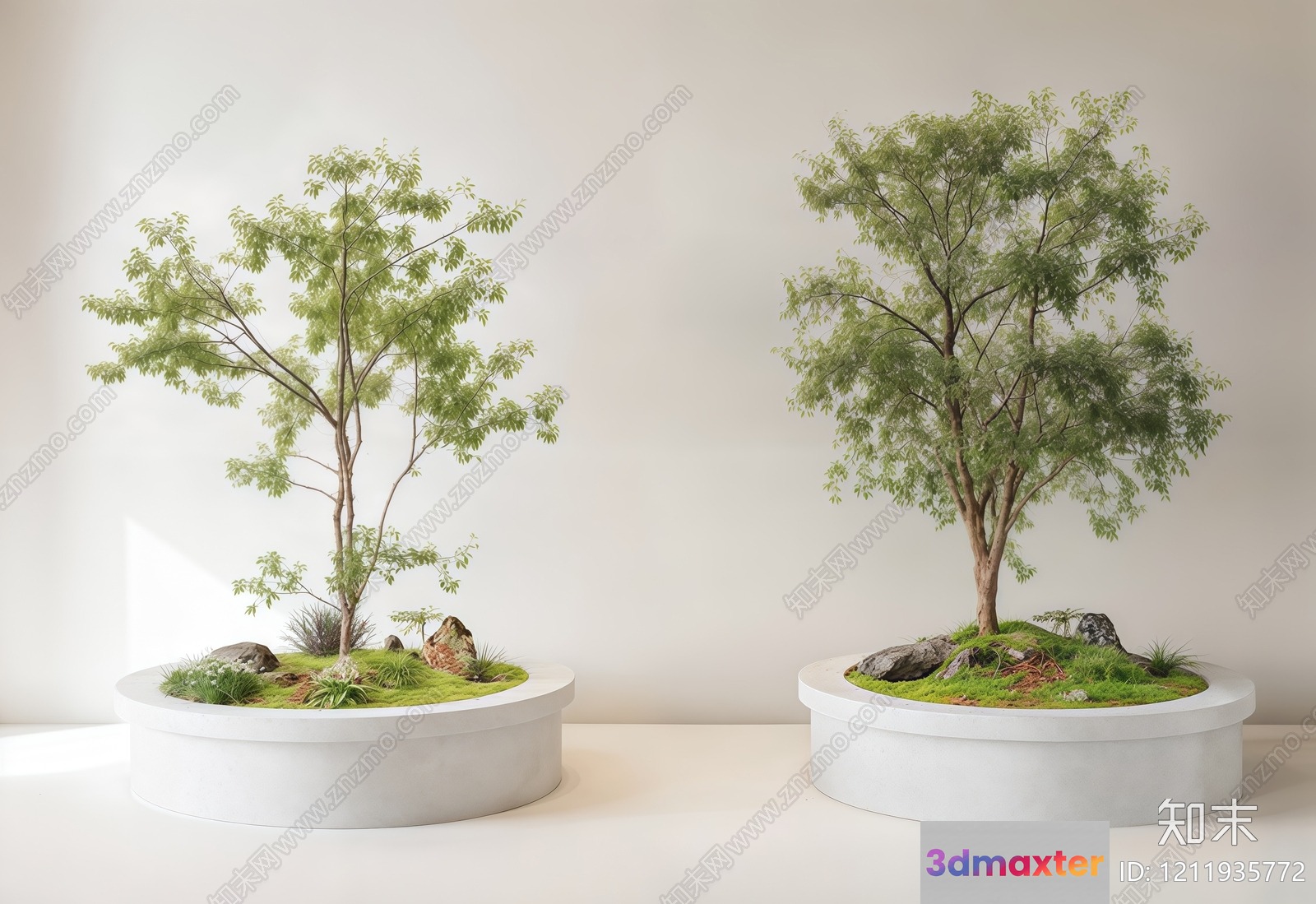 Two Small Trees In White Pots 3D Model - 17199 - VRAY Render