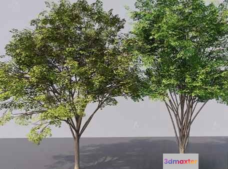 Two Trees 3D Model - 13856 - VRAY Render