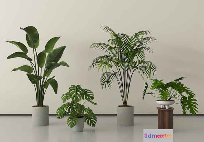 Indoor Houseplants 3D Model - 19595 - VRAY Render