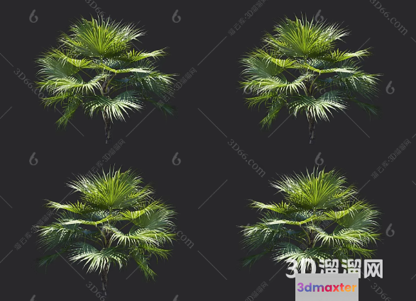 A 3D Rendering Of Palm Trees 3D Model - 13504 - VRAY Render