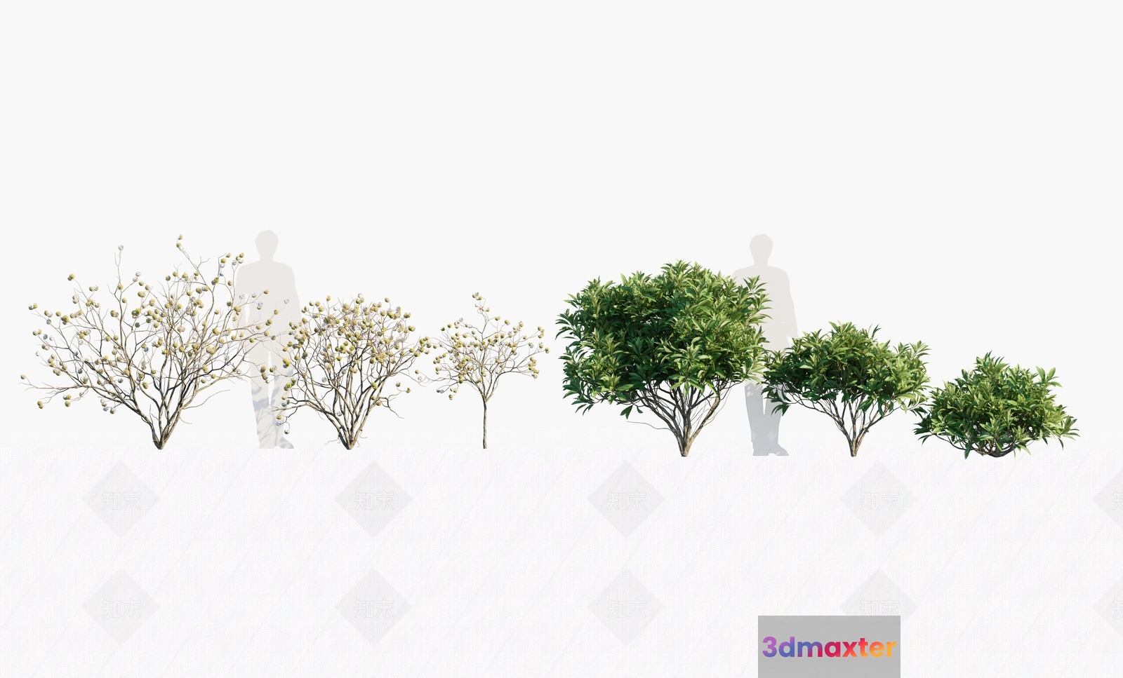 The Main Subject Is A Person Standing Behind A Row Of Trees 3D Model - 17694 - VRAY Render