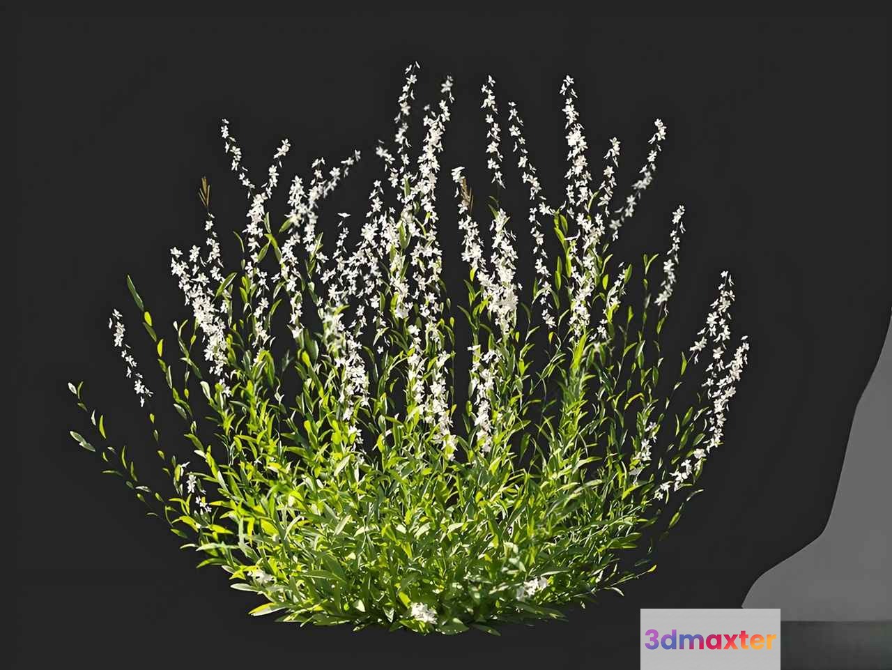 A 3D Rendering Of A Plant With White Flowers 3D Model - 14935 - VRAY Render