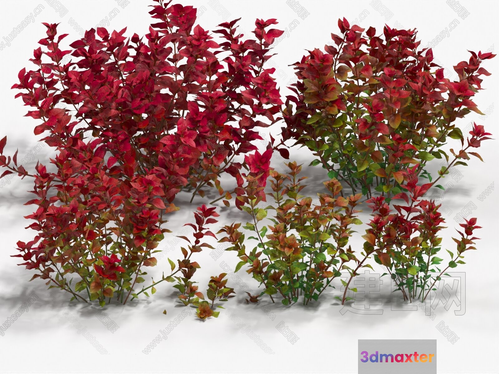 A Plant With Red And Green Leaves 3D Model - 18498 - VRAY Render