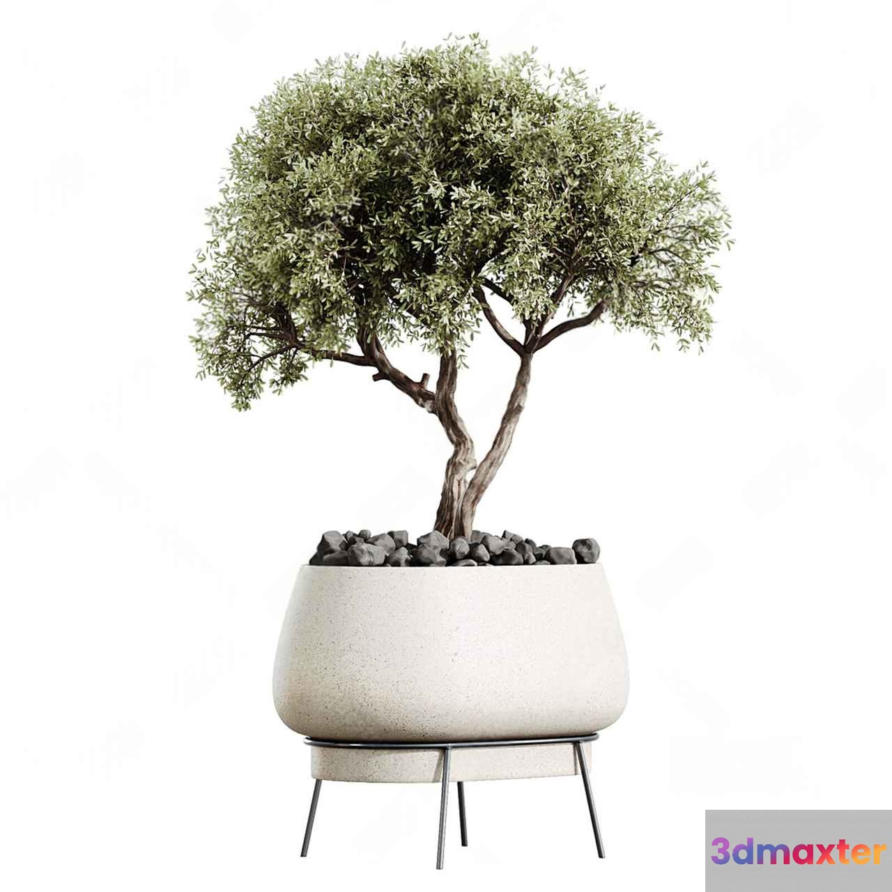 A Potted Tree 3D Model - 4516 - CORONA Render