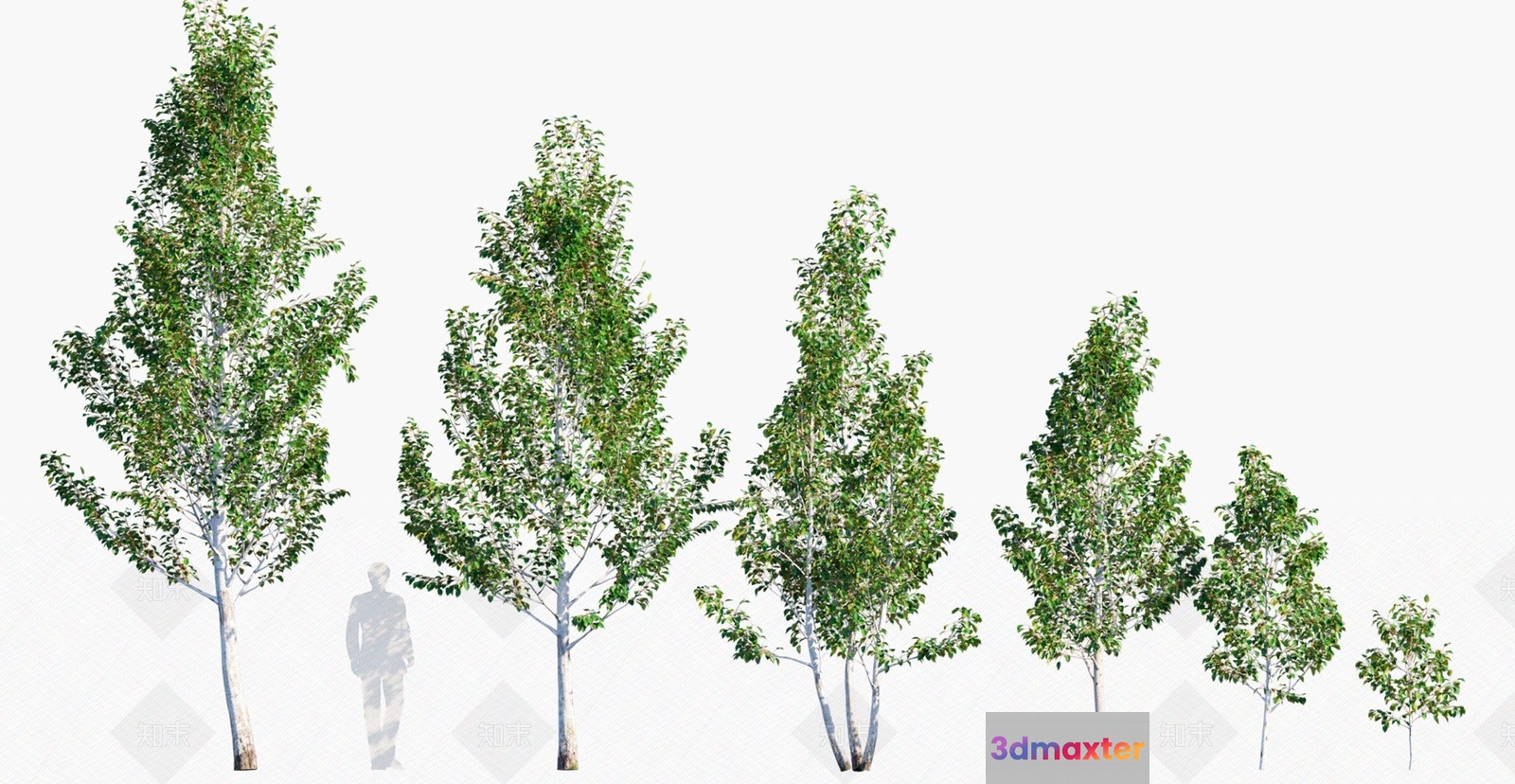 A Row Of Trees 3D Model - 11508 - VRAY Render