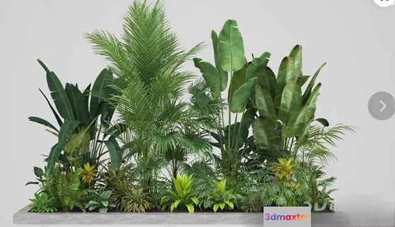 Tropical House Plants 3D Model - 17360 - VRAY Render