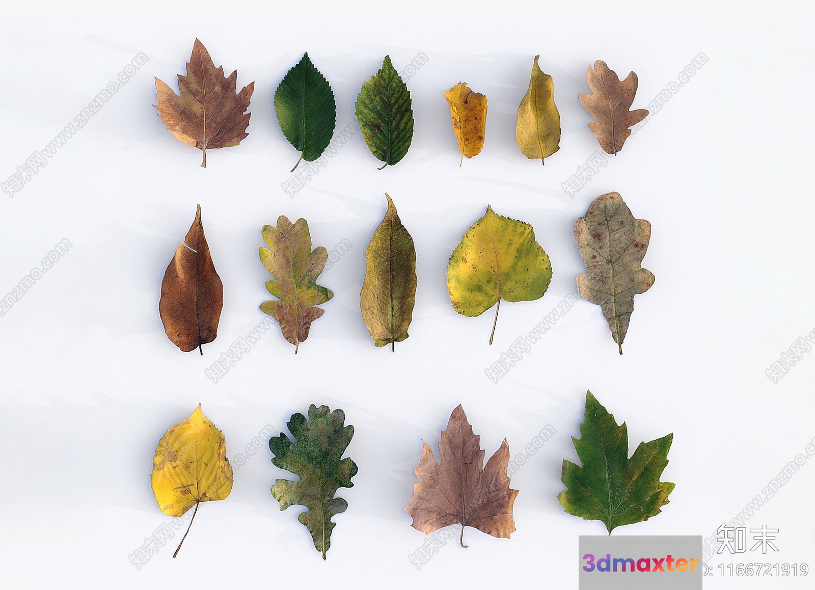 Autumn Leaves 3D Model - 9830 - VRAY Render