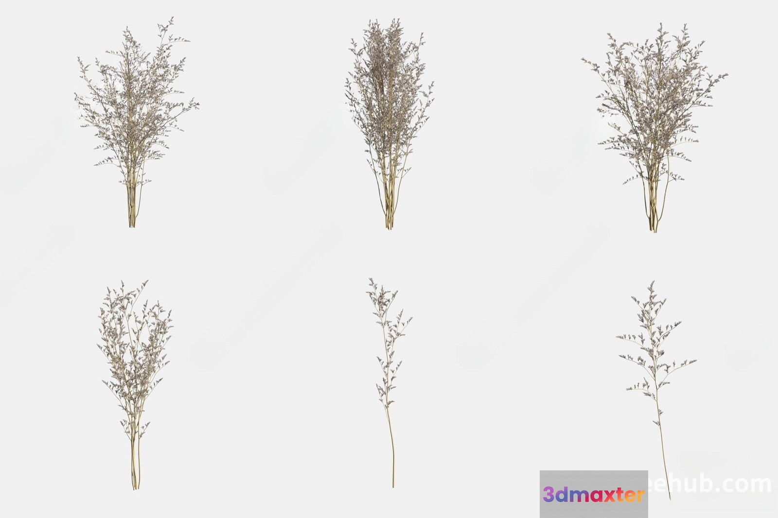 A Collection Of Dried Flowers 3D Model - 23566 - VRAY Render