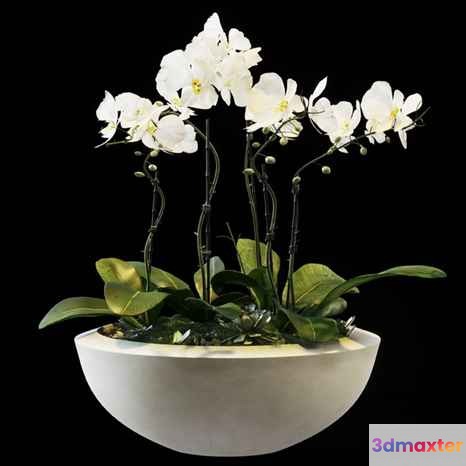 White Orchid In Bowl 3D Model - 2949 - VRAY Render
