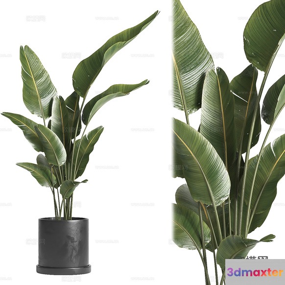 A Potted Plant 3D Model - 1756 - CORONA Render
