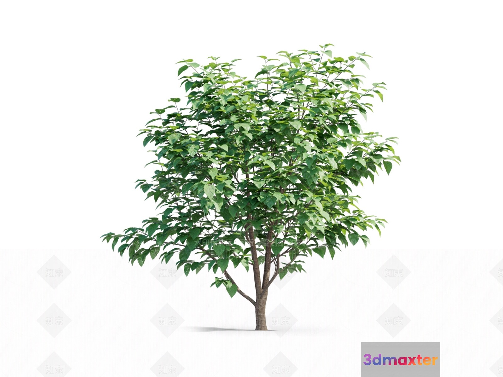 A Tree With Green Leaves 3D Model - 16374 - VRAY Render