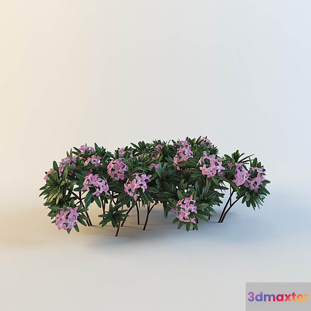 Daphne susannae ' Lawrence Crocker ' 3D Max