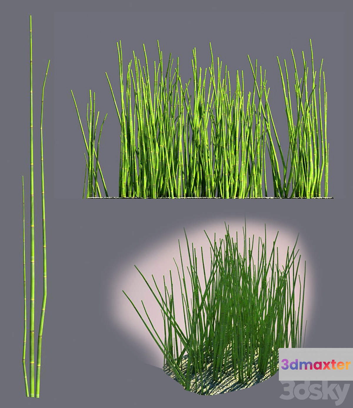Equisetum 3D Max