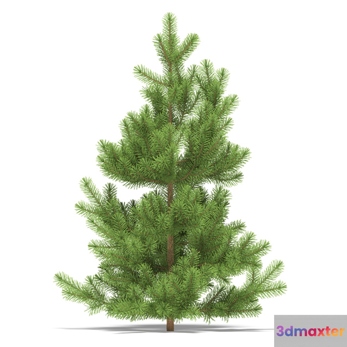 Pine - No.24