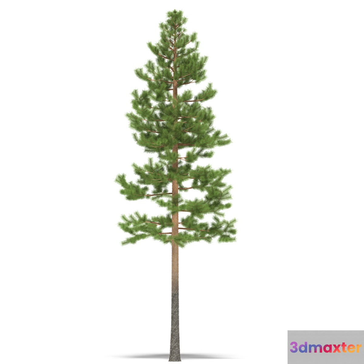 Pine 3D Max