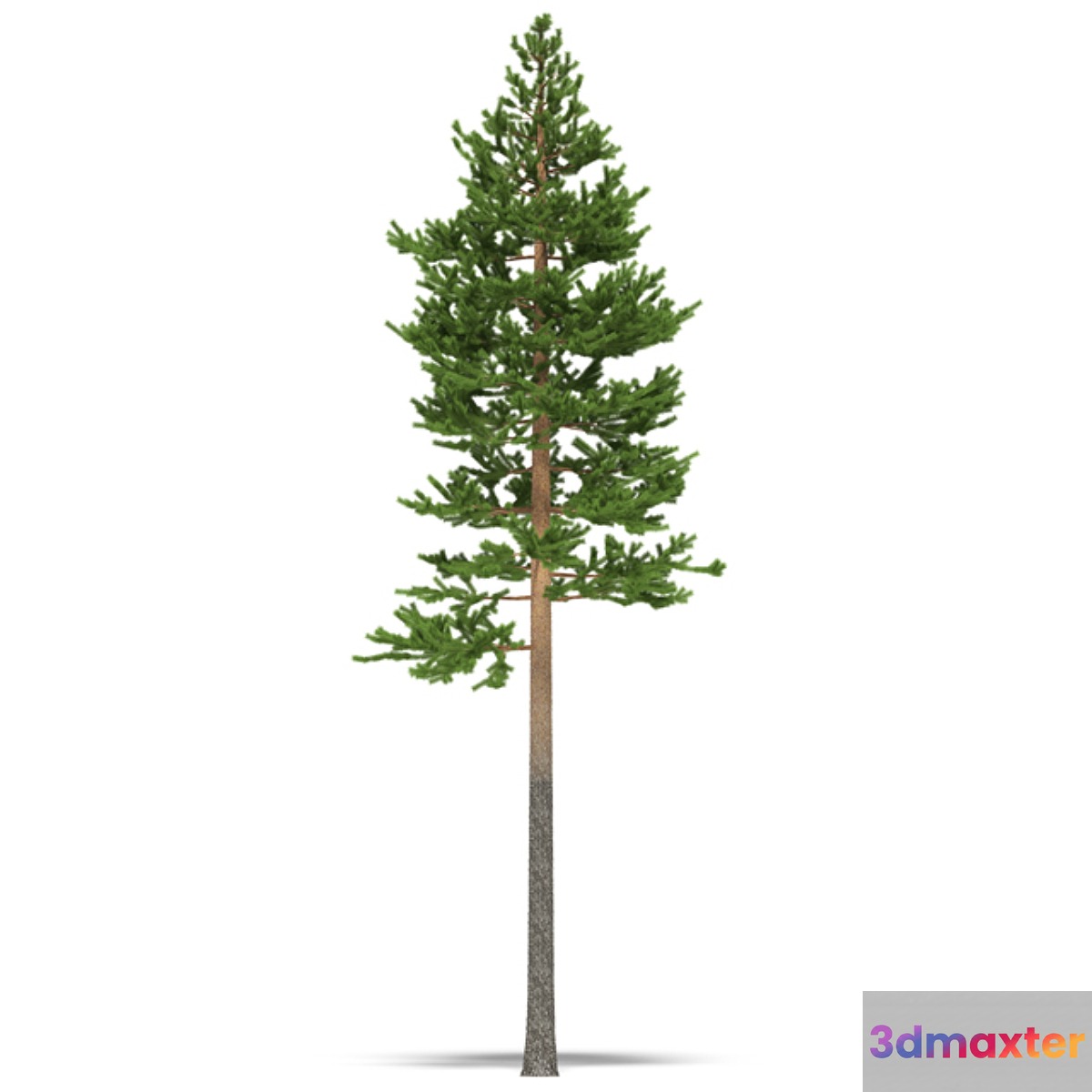Pine - No.25