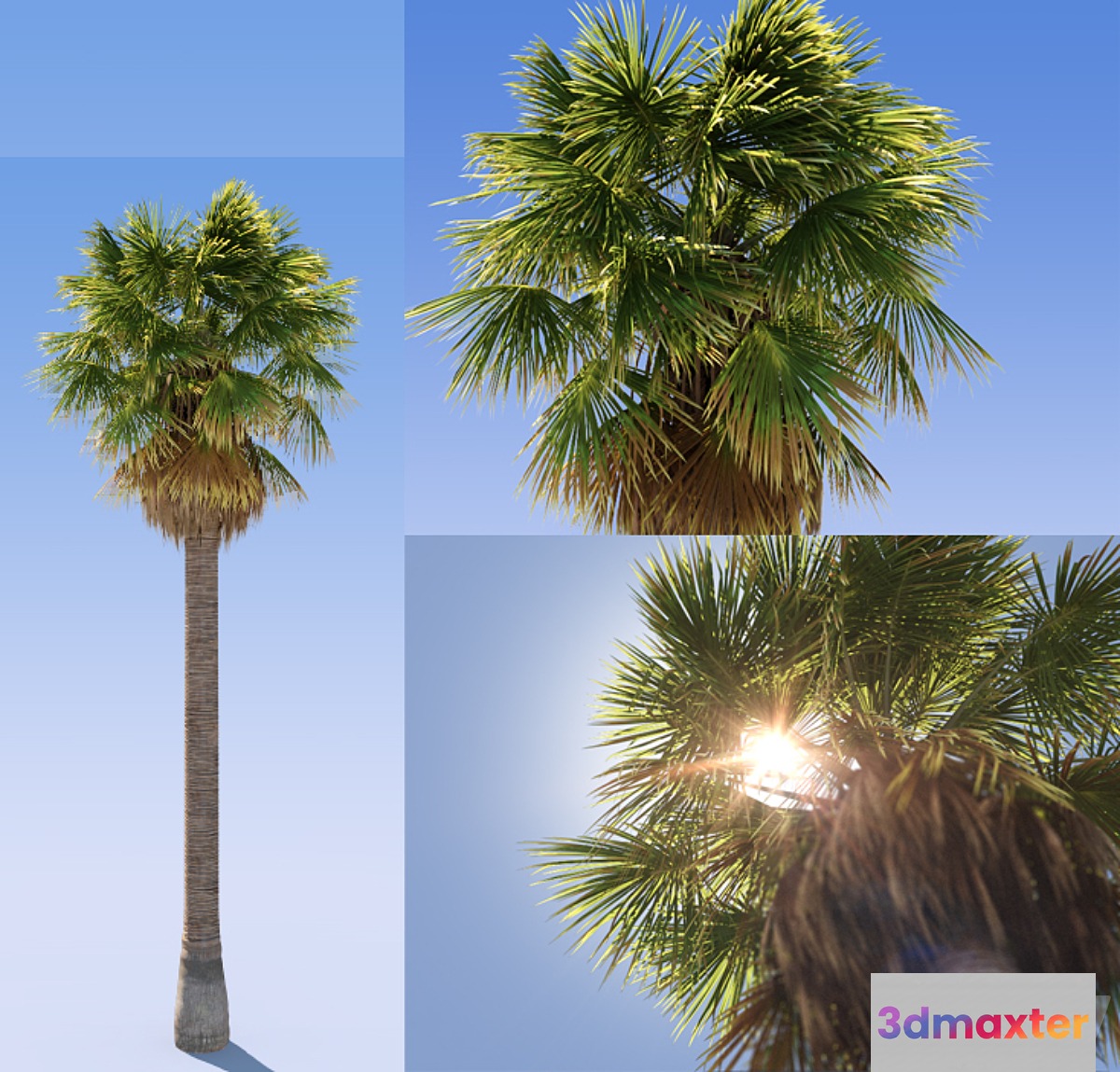 Palm Tree Phoenix