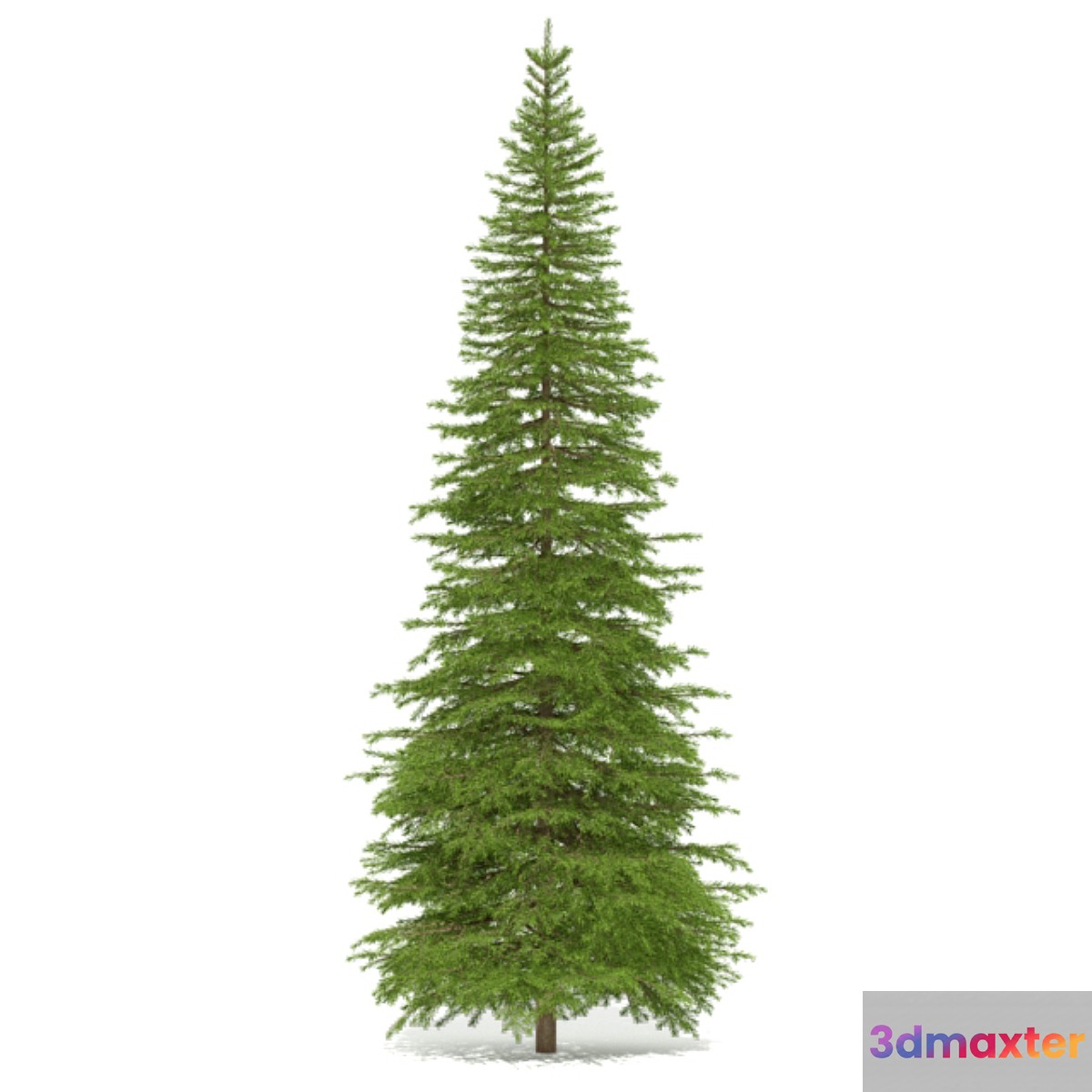 Spruce 3D Max