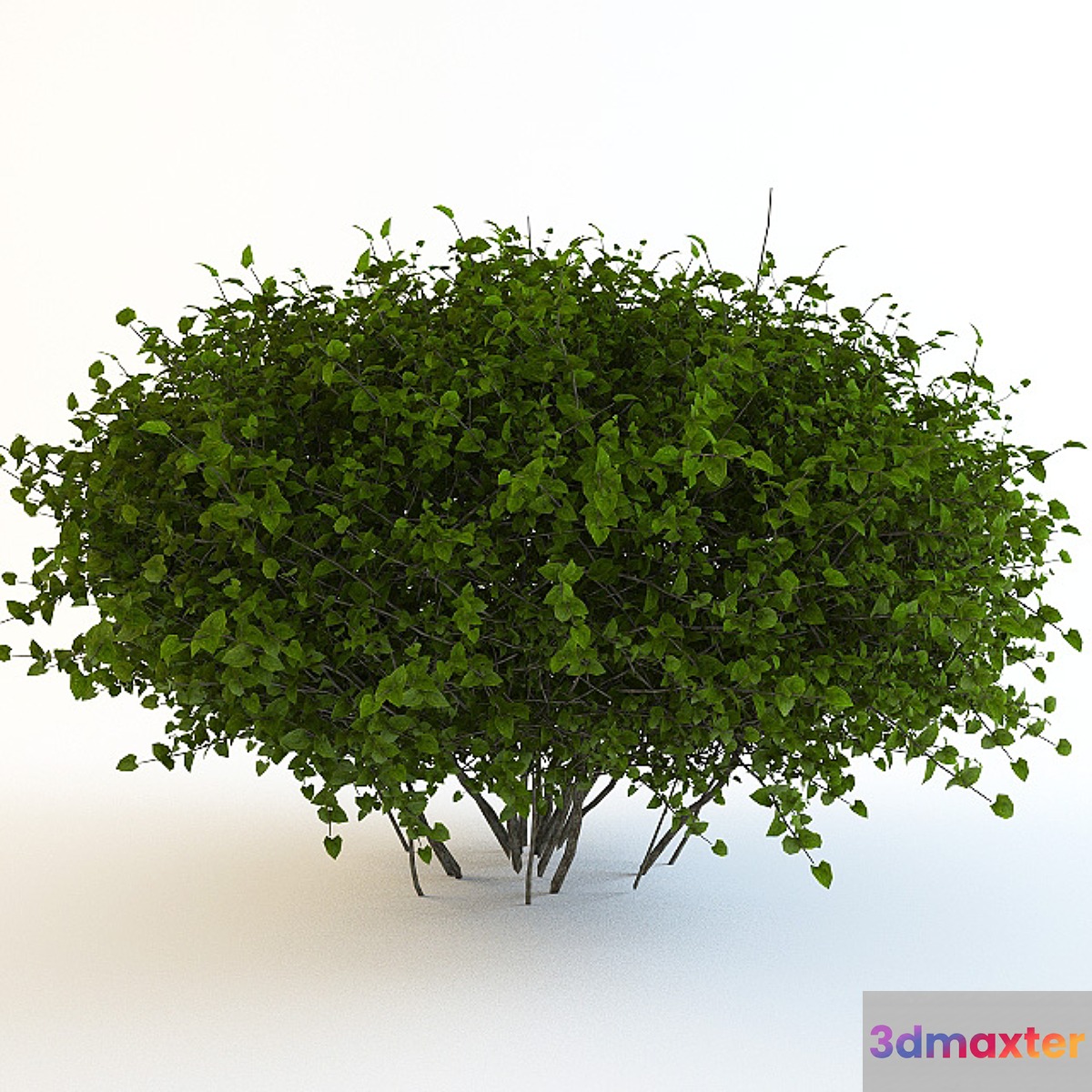 Bush continuation 3D Max