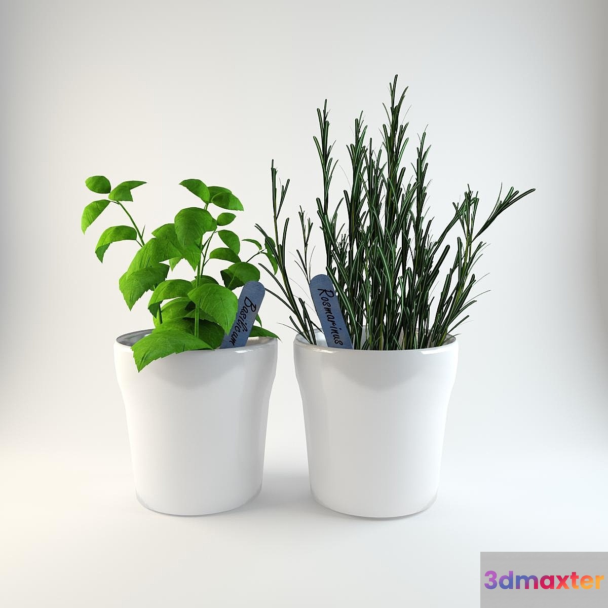 Herbs in pots