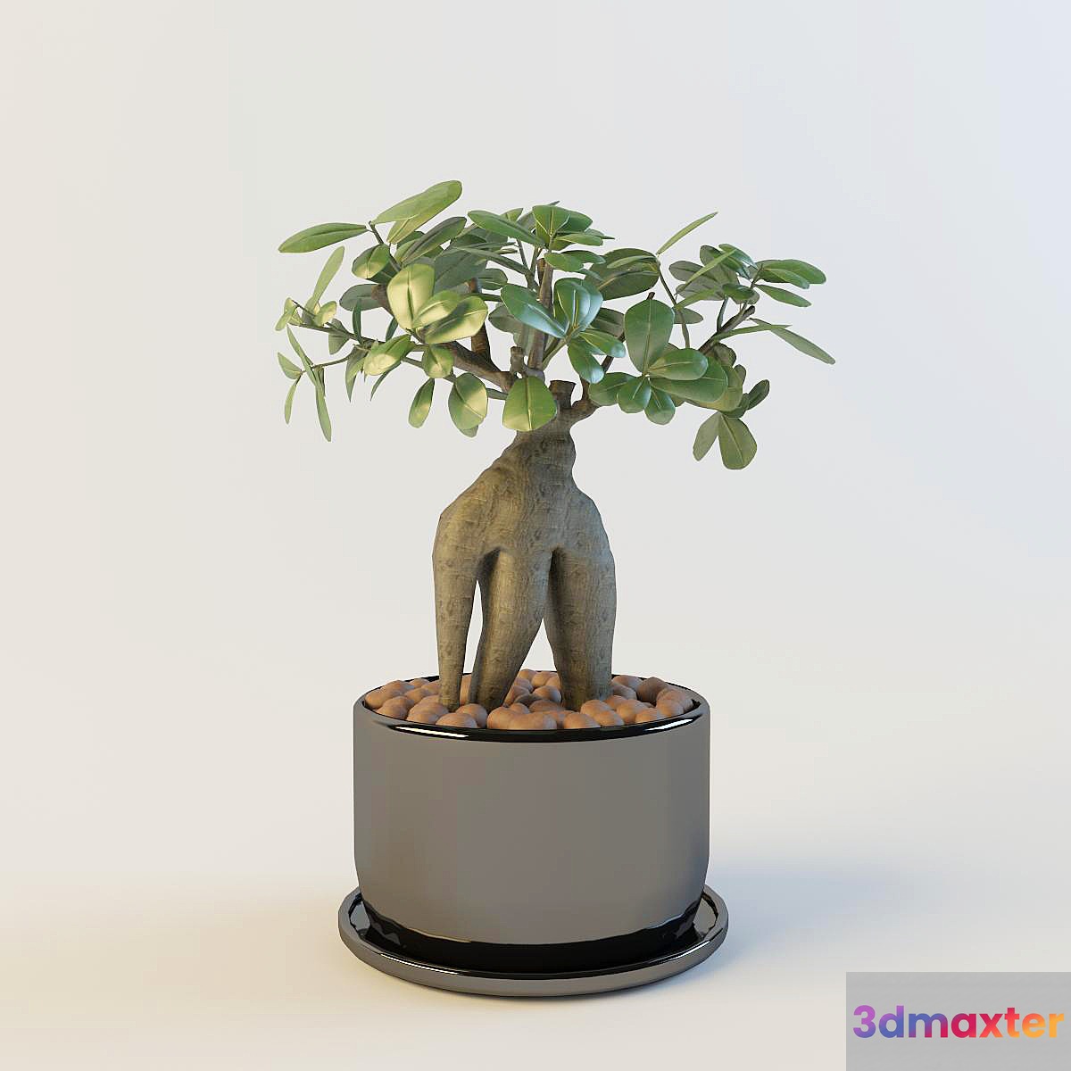 Ficus Microcarpa