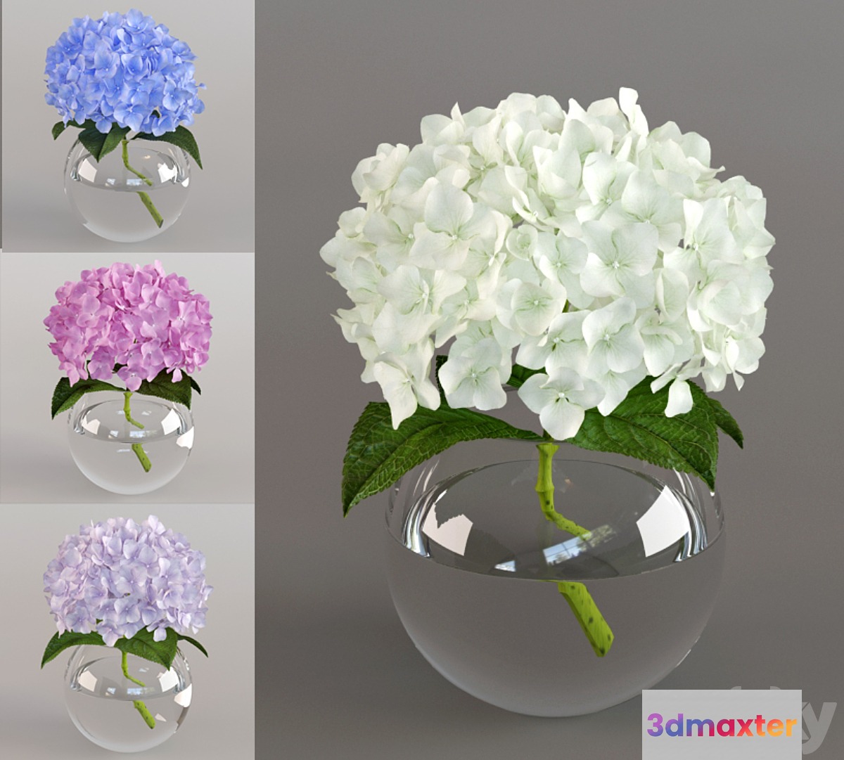 Spray the hydrangea