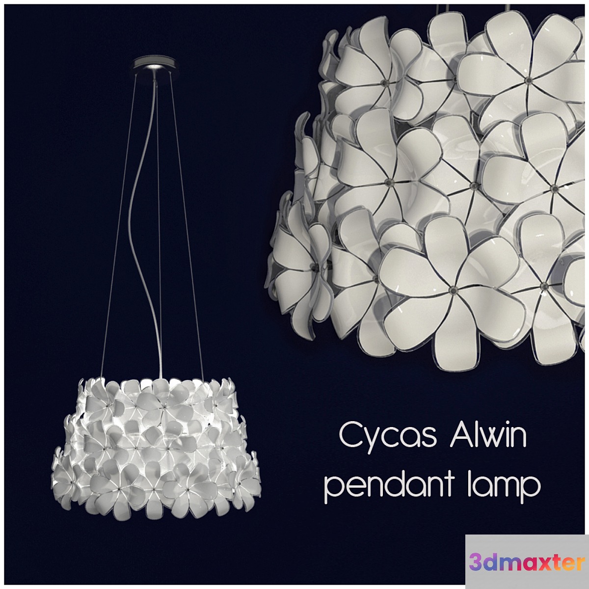 Cycas Alwin