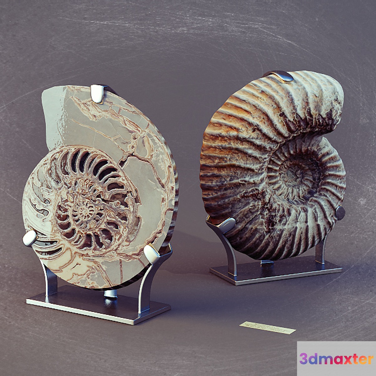 Ammonites 3D Max
