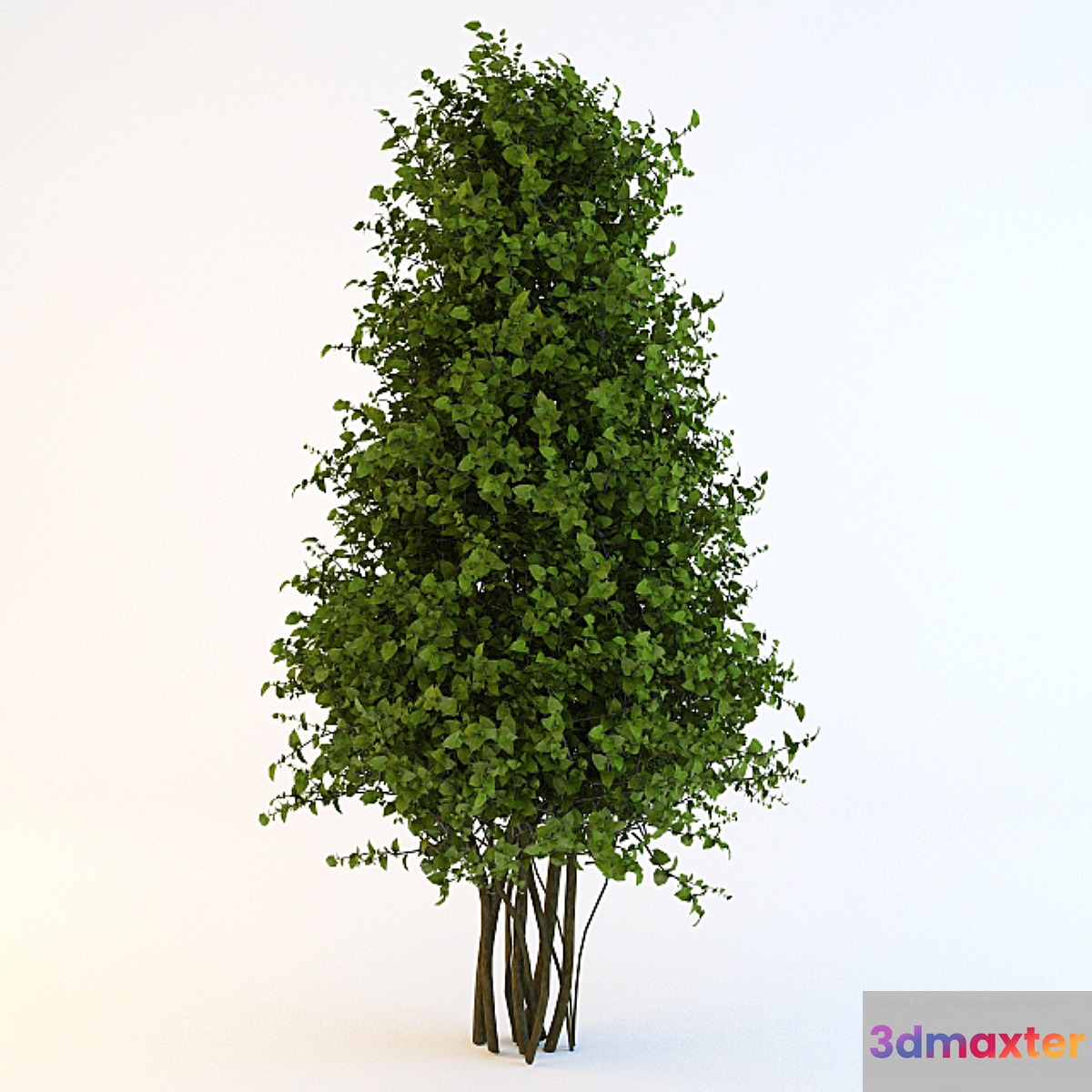 Bush-cone