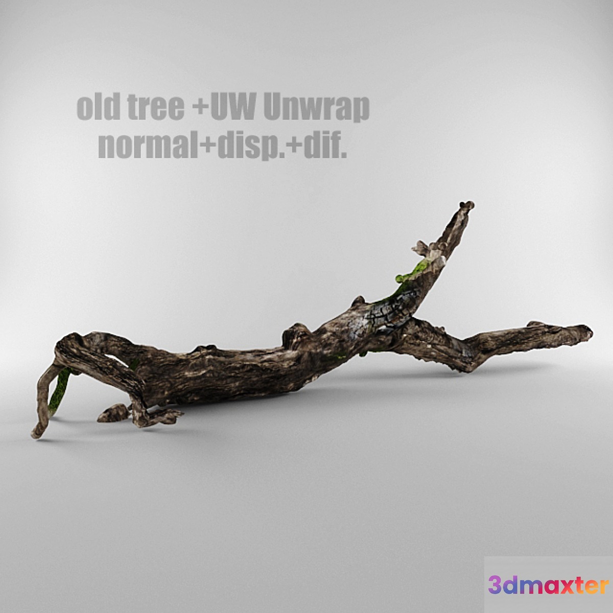 old tree