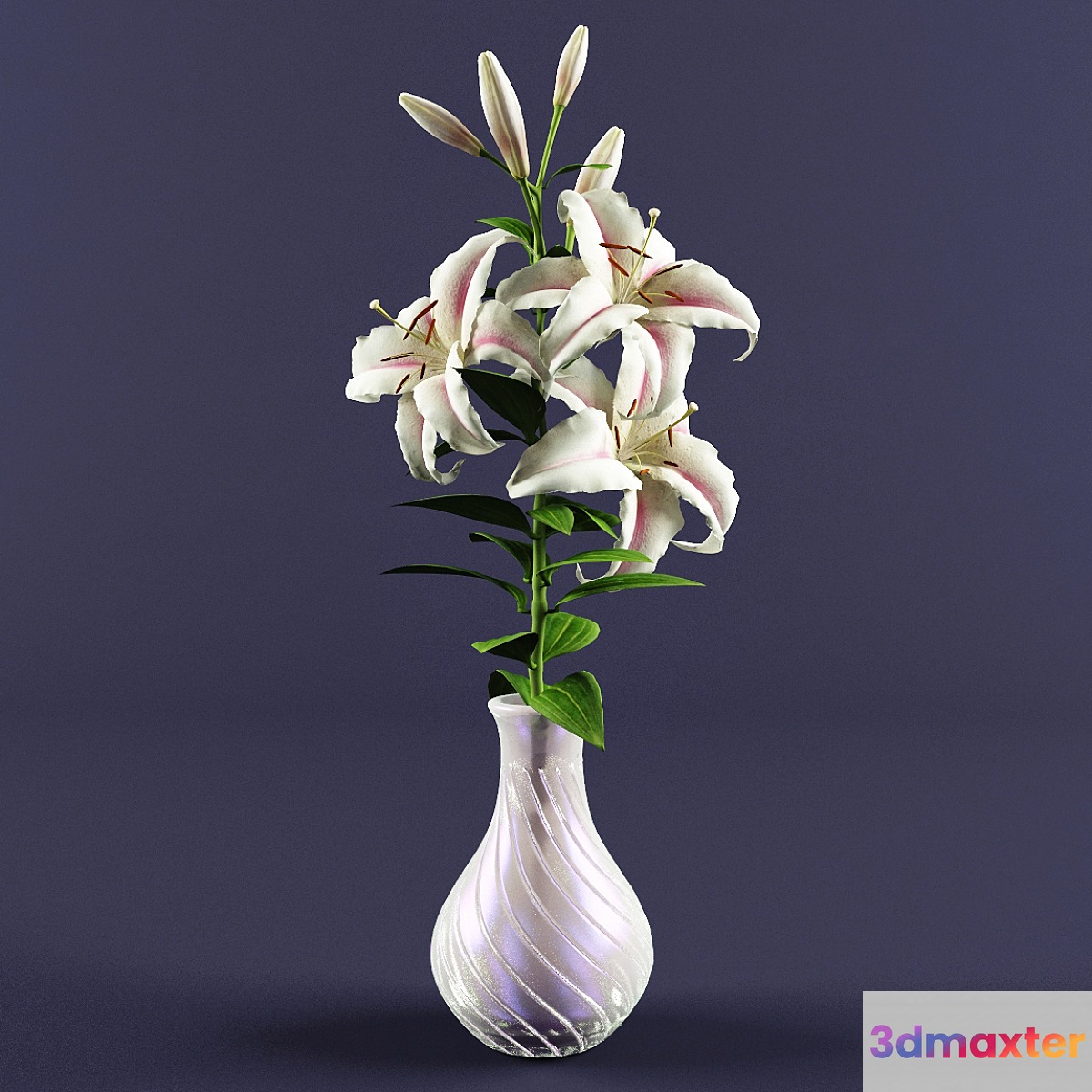 Lily 3D Max