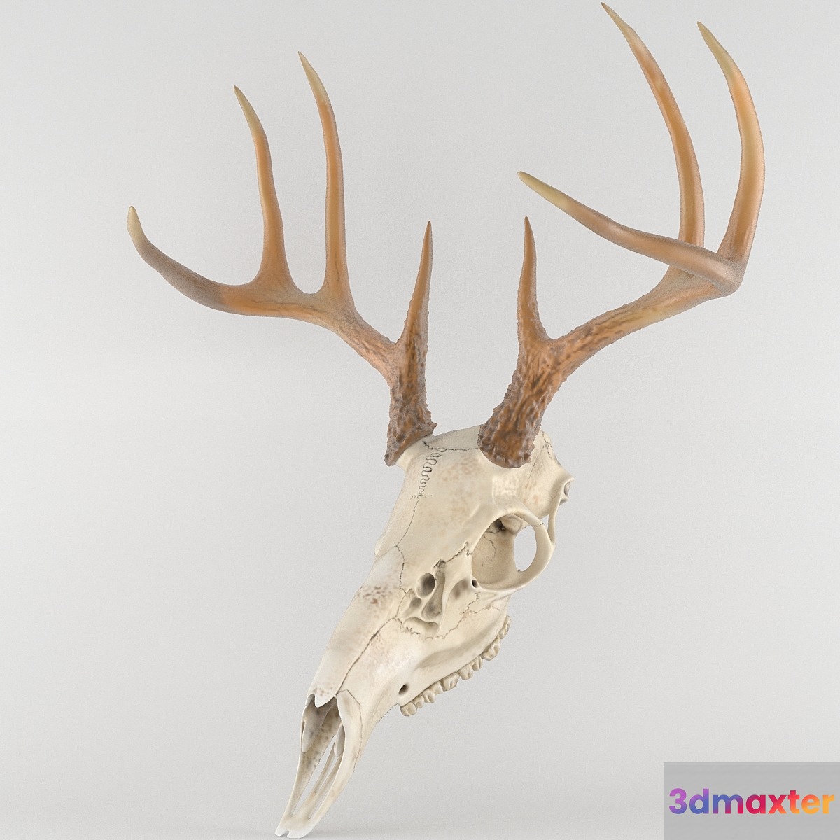 Deer deer skull scull 3D Max
