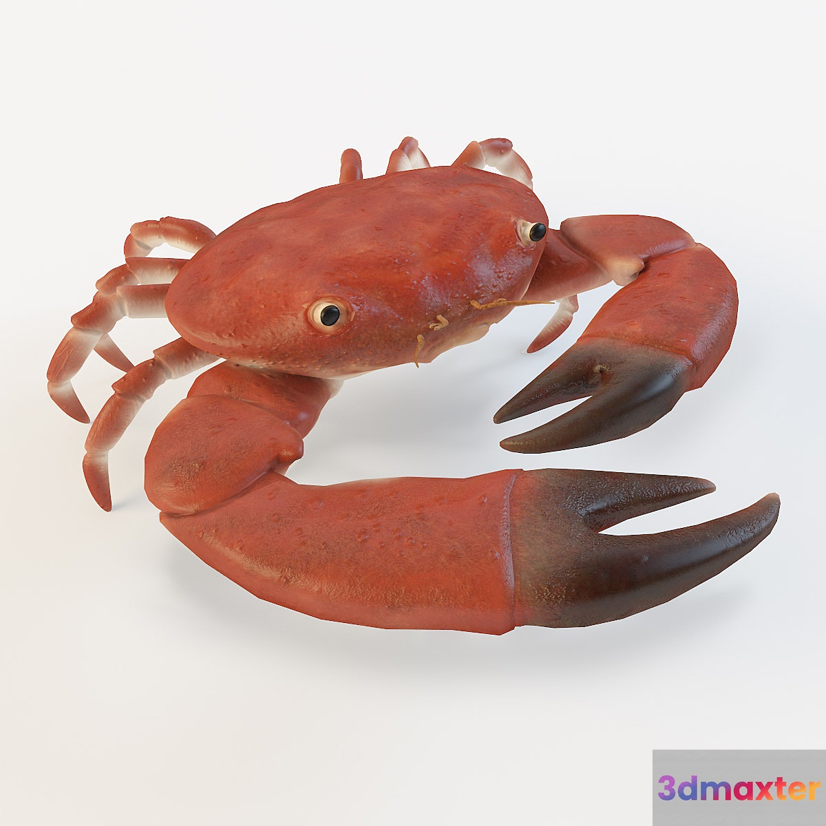 Crab